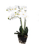 HEM Levensechte Kunst Orchidee / Phalaenopsis plant 75 cm met zwarte pot ( 5-taks vol bloemen) kleur Wit - Kunstplant