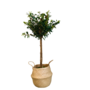 HEM Olijfboom - Olijfboom op stam - Kunst Olijfboom op echte stam - Kunstplant 1 meter - Kunst plant