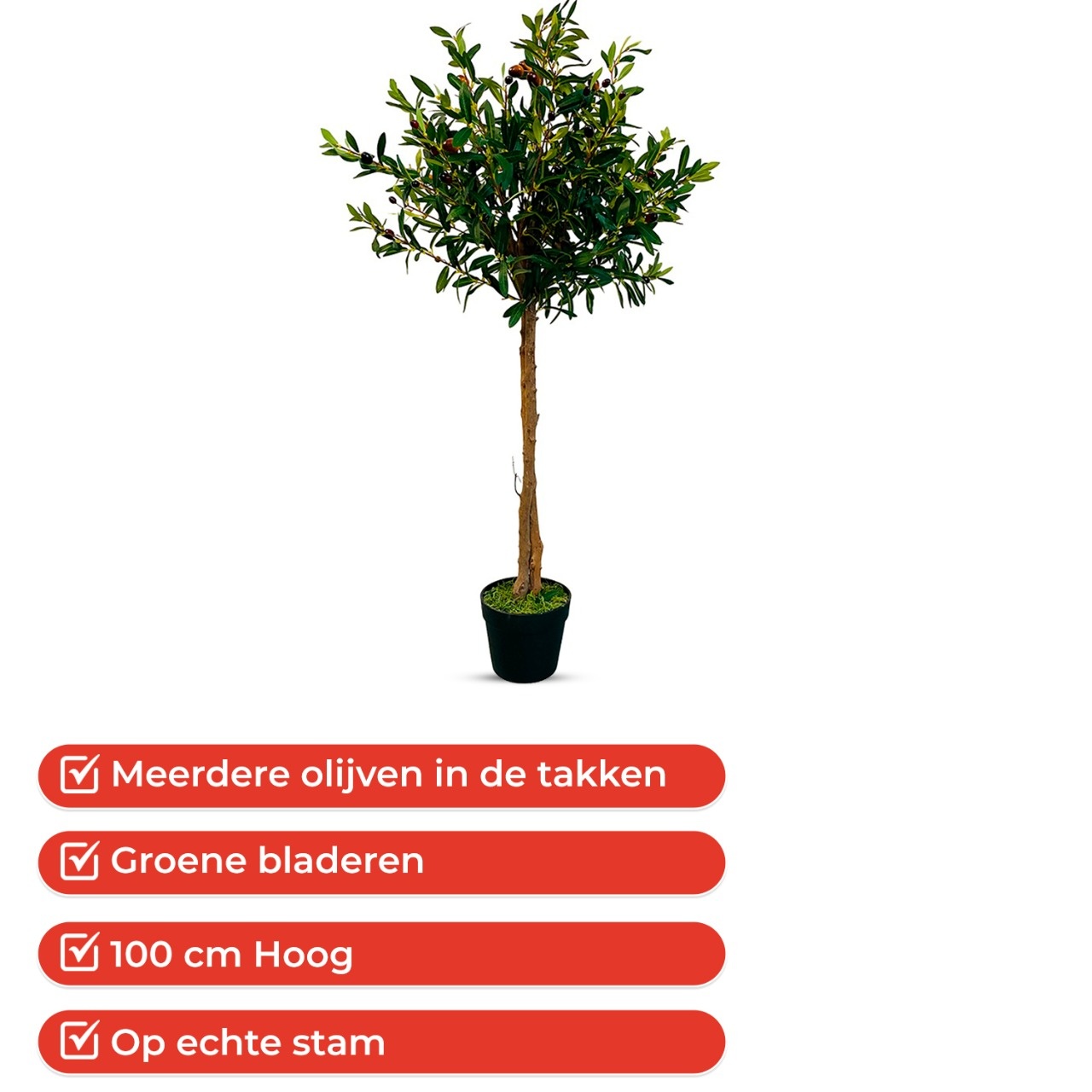 Olijfboom grove hoge stam met grote kruin bestel je bij BoomNL - BoomNL