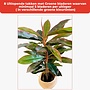 HEM Levensechte Kunst Dracaena 117 cm met Zwarte pot - Kunstplant