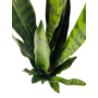 HEM HEM Sansevieria / Vrouwentong Kunstplant - Levensechte Kunstplant voor binnen - in pot - groen 92 cm - niet van echt te onderscheiden