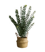 Kunst Eucalyptus 50 cm met Mand
