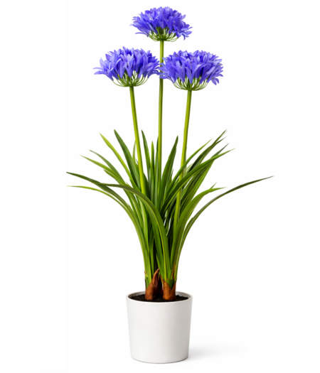 HEM HEM Agapanthus Paars