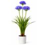 HEM HEM Kunstplant Agapanthus Paars 80 cm in witte pot – Nepplant voor binnen – Realistische kunstbloemen