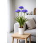 HEM HEM Kunstplant Agapanthus Paars 80 cm in witte pot – Nepplant voor binnen – Realistische kunstbloemen – Ideaal Als Bureau Tussenwand