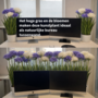 HEM HEM Kunstplant Agapanthus Paars 80 cm in witte pot – Nepplant voor binnen – Realistische kunstbloemen – Ideaal Als Bureau Tussenwand
