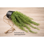 HEM HEM Kunst Hangplant 60 cm - Onderhoudsvrije Groene Hangplant in Pot - Realistische Kunstplant voor Binnen met Pot en Ophangsysteem - Balkon & Badkamer