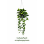 HEM HEM Hangplant Kunstplant – Groene Hangende Plant – Decoratieve Nepplant met Pot – Onderhoudsvrije Kamerplant voor Woonkamer, Badkamer of Kantoor