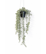 HEM Hangplant kunstplant eucalyptus