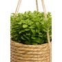 HEM HEM Kunstplant Hangplant Set 3x – Plantenhanger Jute Mand – Kleine Kunstplanten 12 cm – Groen – Onderhoudsvrij