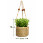 HEM HEM Kunstplant Hangplant Set 3x – Plantenhanger Jute Mand – Kleine Kunstplanten 12 cm – Groen – Onderhoudsvrij