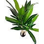 HEM Levensechte Kunst Dracaena fragans 120 cm met pot  - Kunstplant - Net echte Kamerplant - Groene Kunstplanten - Nep planten voor binnen - Kamer Decoratie - Nepplanten Kunst plant
