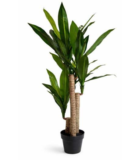 HEM HEM Levensechte Kunst Dracaena fragans 120 cm met pot