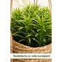 HEM HEM Kunstplant Hangplant Set 3x – Plantenhanger Jute Mand – Kleine Kunstplanten 12 cm – Groen – Onderhoudsvrij