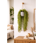 HEM HEM Kunsthangplant Wilg 66 cm – Groene Hangplant Kunst – Realistische Kunstplant met Pot – Onderhoudsvrij – Hangende Kamerplant voor Binnen Decoratie