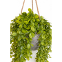 HEM HEM Kunst Hangplant Wilg 66 cm - Kunstplant Hangend - Groen - Onderhoudsvrij - Inclusief Pot - Kunstplant Binnen Decoratie