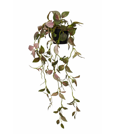 HEM HEM Kunst Hangplant Fittonia 70 cm