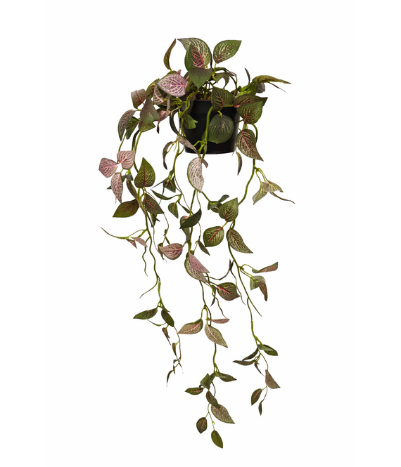 HEM HEM Kunst Hangplant Fittonia 70 cm – Multicolor – Onderhoudsvrije Kunstplant – Hangplant Binnen – Decoratieve Kamerplant in Pot