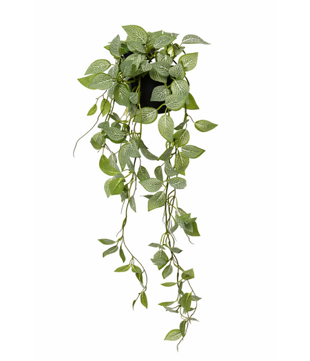 HEM HEM Kunst Hangplant Fittonia Groen 70 cm