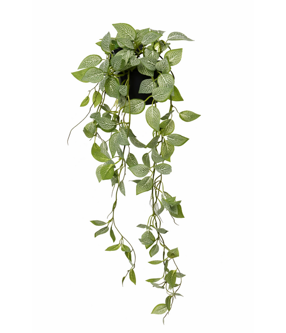 HEM HEM Kunst Hangplant Fittonia Groen 70 cm – Onderhoudsvrije Kunstplant – Hangplant Binnen – Realistische Kamerplant in Pot