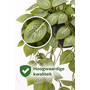 HEM HEM Kunst Hangplant Fittonia Groen 70 cm – Onderhoudsvrije Kunstplant – Hangplant Binnen – Realistische Kamerplant in Pot