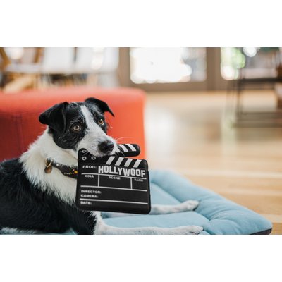 PLAY Hollywoof Cinema - Doggy Director Board