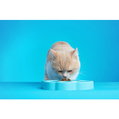 PetDreamHouse Paw 2-in-1 Cat Slow Feeder & Lick Pad