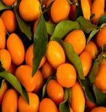 - Kumquat - Fruit syrup