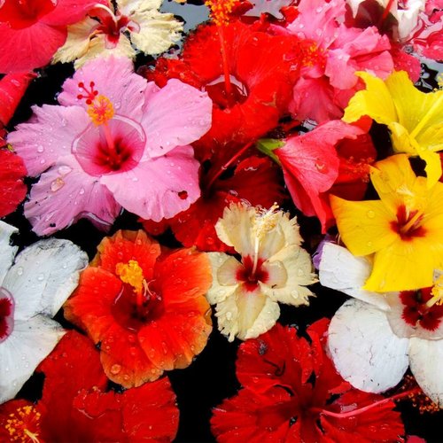 CLASSIC - Hibiskus - Fruchtsirup