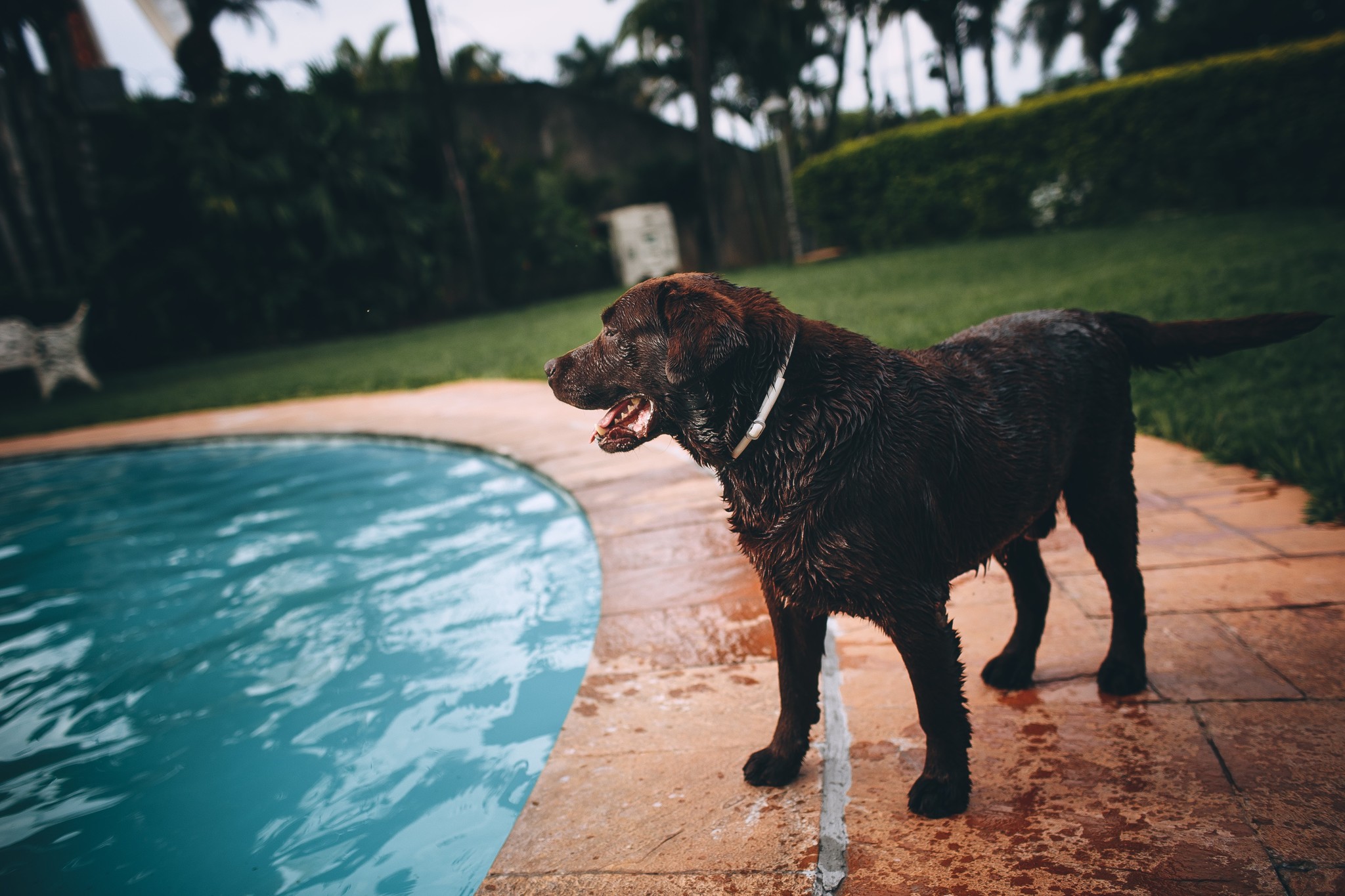 3x tips om het zwembad voor uw hond tot een succes te maken