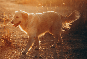 Afkoeling voor honden