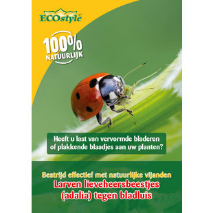 Larven van lieveheersbeestjes tegen bladluizen (adalia)