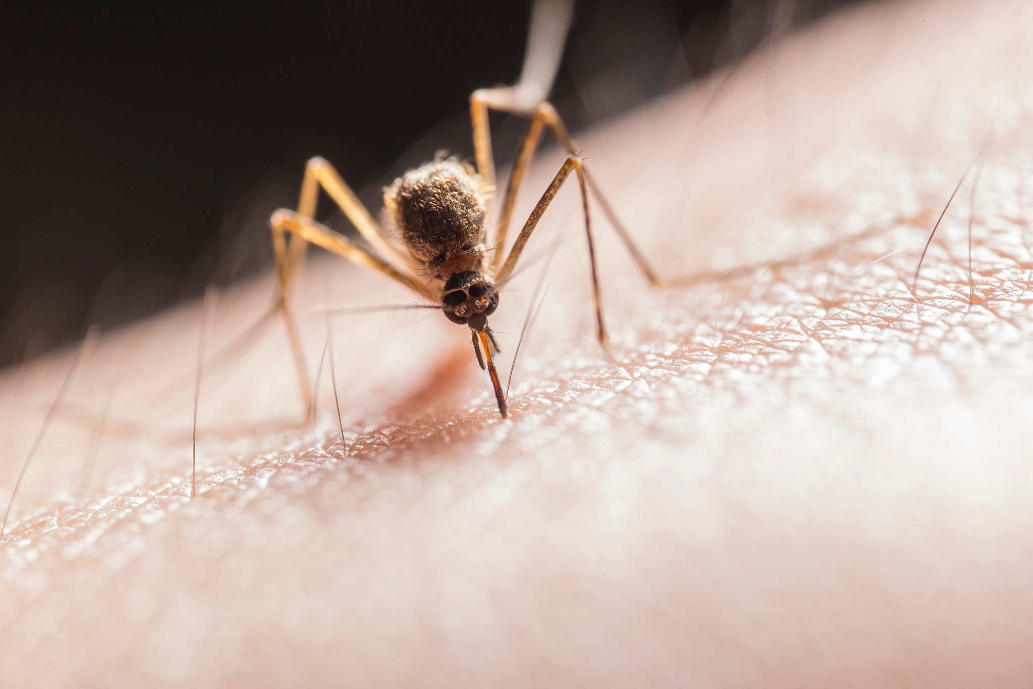 Het seizoen van muggen