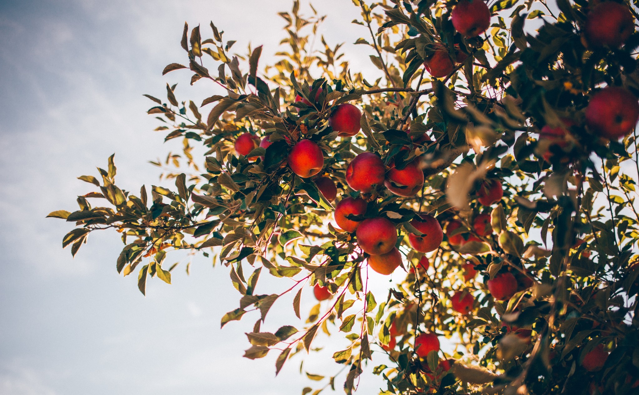Bladluis voorkomen in uw appelboom? Zo doet u dat!