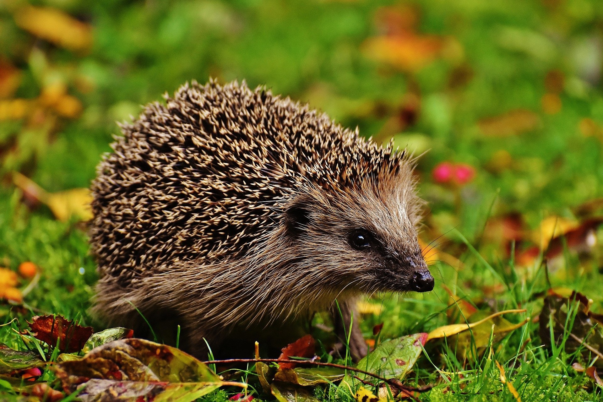 Een egeltje in de tuin? Denk hier goed om! 