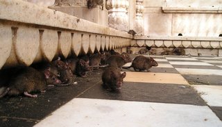 Waarom ratten gevaarlijk kunnen zijn en hoe je ze kunt bestrijden