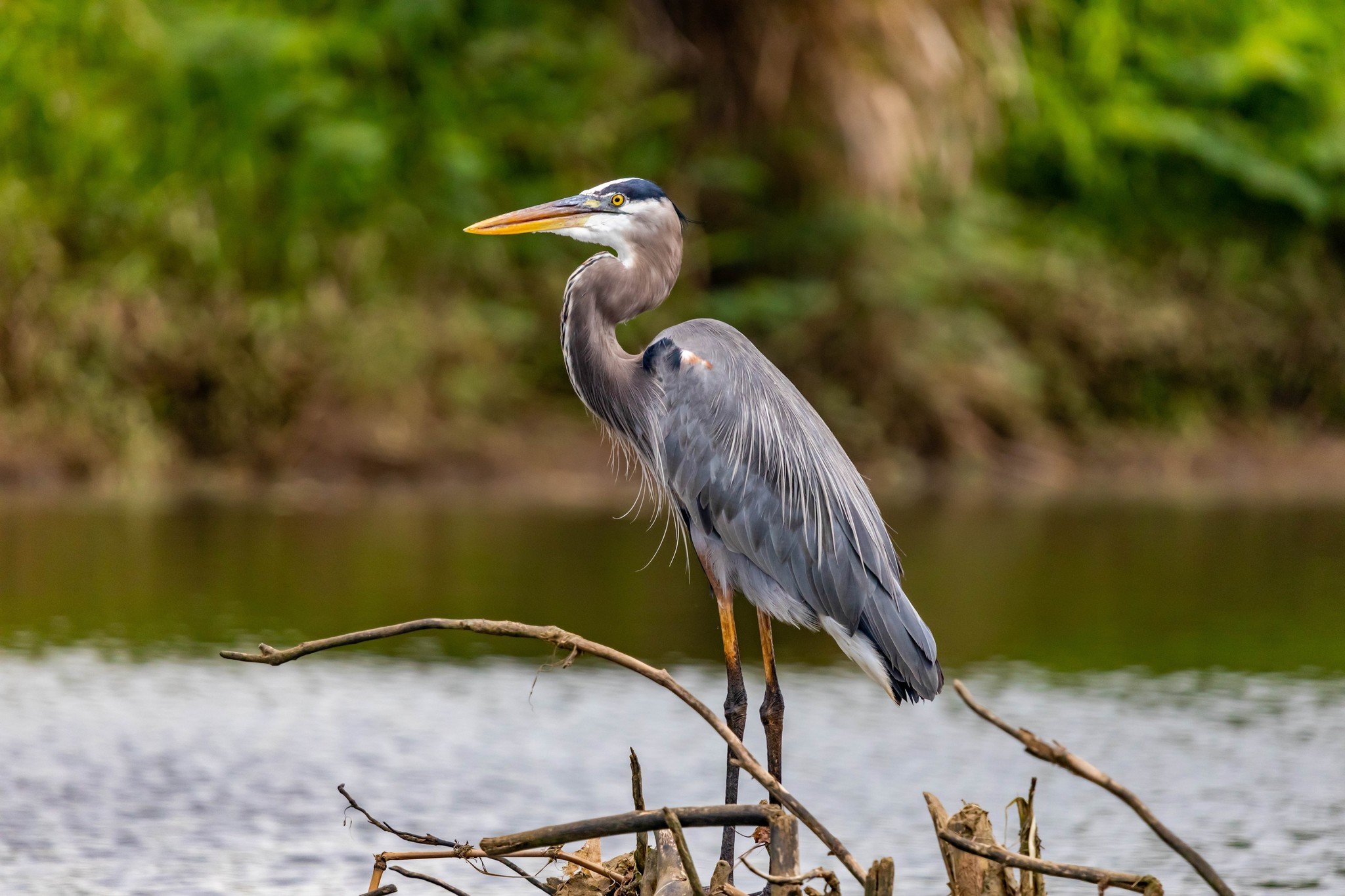 De reiger: alles wat jij nog niet wist over dit dier