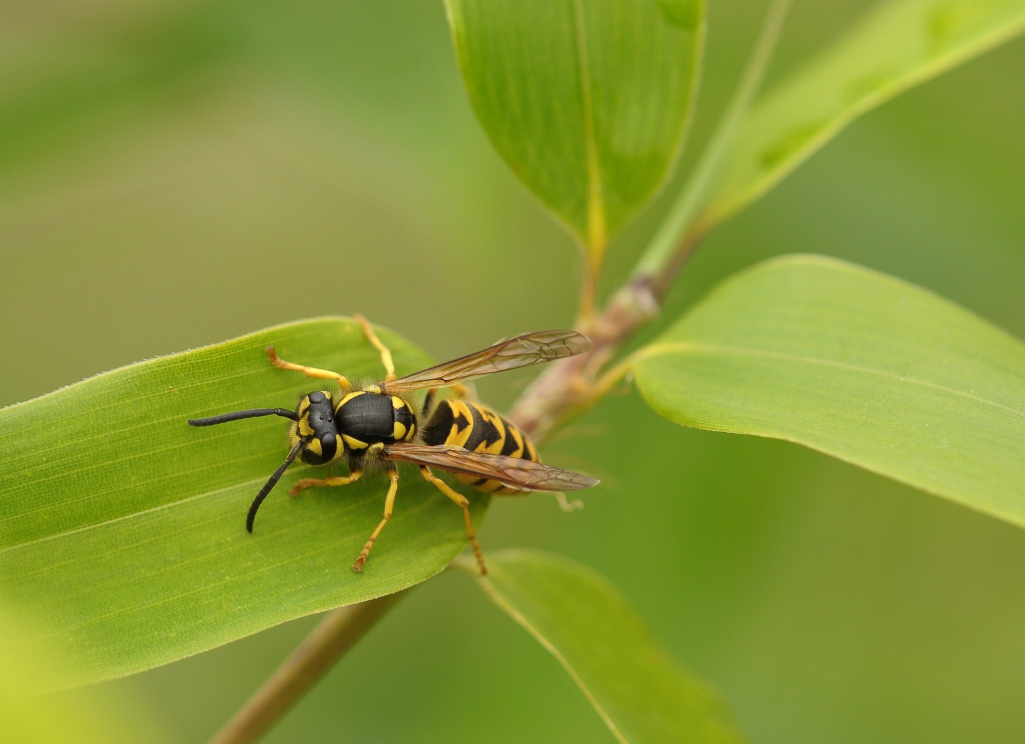 Een wespennest in uw tuin? Zo herkent en bestrijd u het!