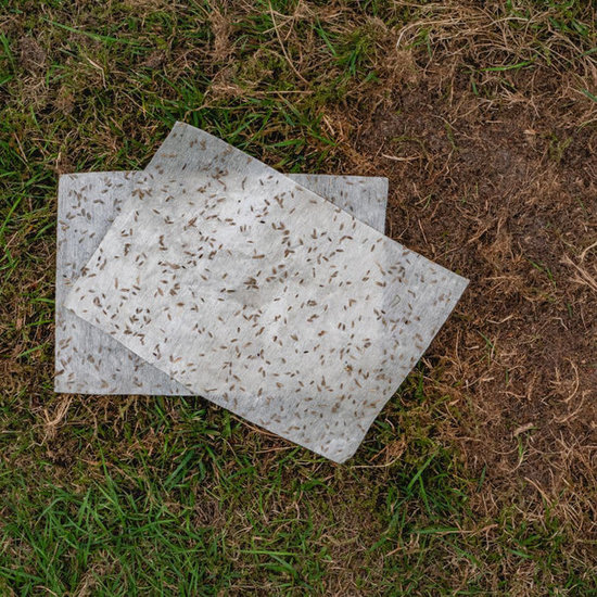 ECOstyle SowEazy Graszaad Herstelrol 3 m²