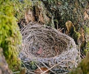 Hoe voorkom je dat vogels gaan nestelen in je tuin?