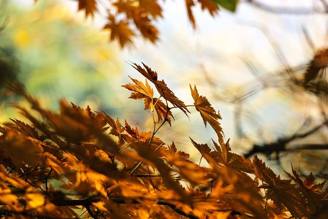 Muizen- en rattenbestrijding in de herfst