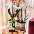 Pokon bio orchideevoeding 250ml