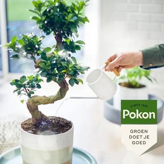Pokon bio bonsaivoeding 250ml