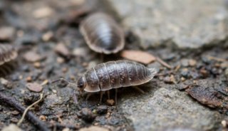 Help, wat kan ik doen tegen pissenbedden?!