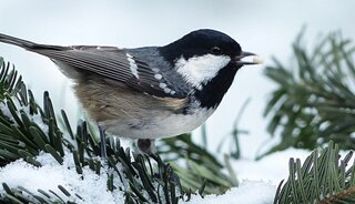 Gazon winterklaar maken: wanneer en hoe begin je?