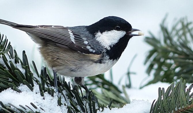 Gazon winterklaar maken: wanneer en hoe begin je?