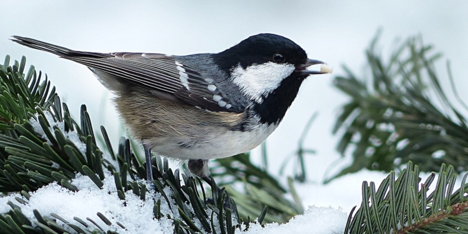 Gazon winterklaar maken: wanneer en hoe begin je?