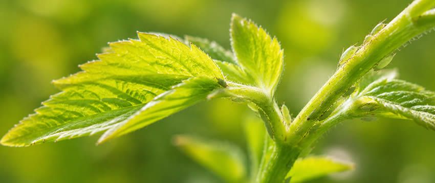 Insecten en beestjes