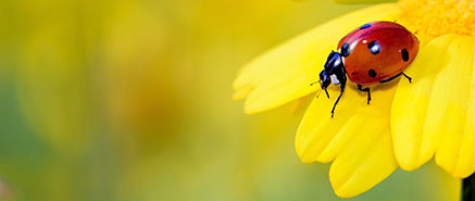Insecten en beestjes