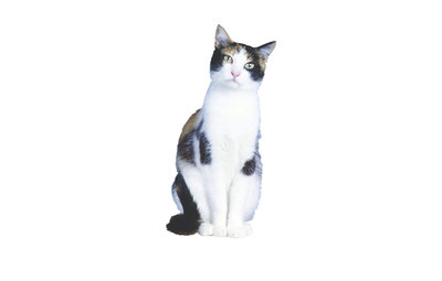 Katten weren uit tuin